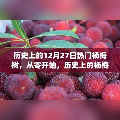 歷史上的楊梅樹種植手冊，從初植到繁榮——12月27日的楊梅樹特別篇章