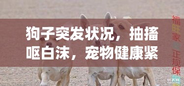 狗子突發(fā)狀況，抽搐嘔白沫，寵物健康緊急警示！