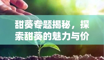 甜葵專題揭秘，探索甜葵的魅力與價(jià)值
