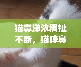 貓鼻涕濃稠扯不斷，貓咪鼻涕變濃是不是感冒快好了 