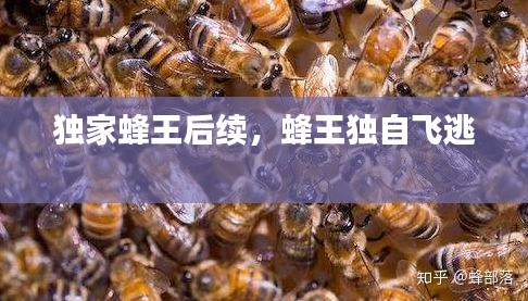 獨(dú)家蜂王后續(xù)，蜂王獨(dú)自飛逃 