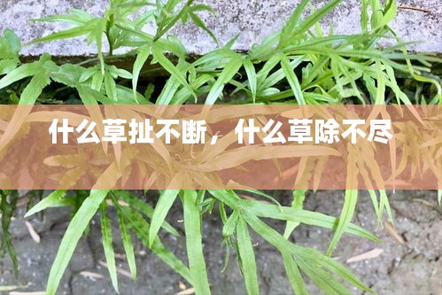 什么草扯不斷，什么草除不盡 