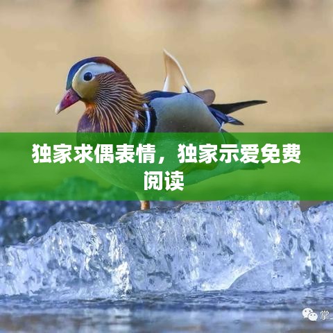 獨(dú)家求偶表情，獨(dú)家示愛(ài)免費(fèi)閱讀 