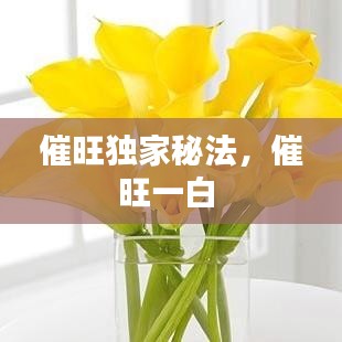 催旺獨(dú)家秘法，催旺一白 