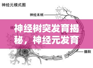 神經(jīng)樹突發(fā)育揭秘，神經(jīng)元發(fā)育關(guān)鍵篇章探索