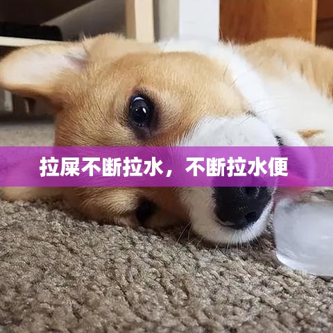 拉屎不斷拉水，不斷拉水便 