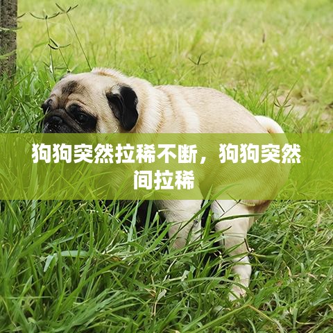 狗狗突然拉稀不斷，狗狗突然間拉稀 
