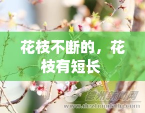 富貴榮華 第2頁(yè)