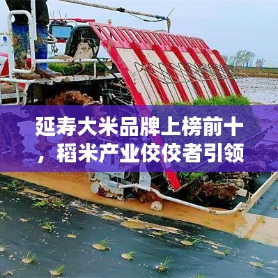 延壽大米品牌上榜前十，稻米產(chǎn)業(yè)佼佼者引領(lǐng)風(fēng)潮