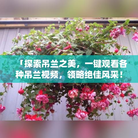 「探索吊蘭之美，一鍵觀看各種吊蘭視頻，領(lǐng)略絕佳風(fēng)采！」