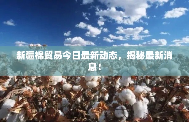 新疆棉貿(mào)易今日最新動(dòng)態(tài)，揭秘最新消息！