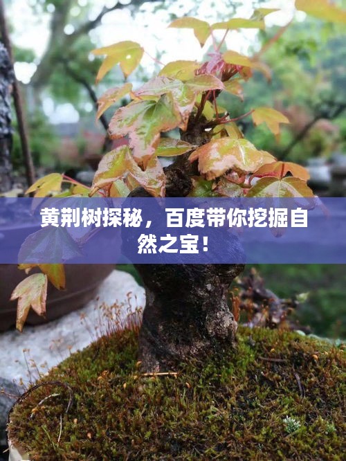 黃荊樹探秘，百度帶你挖掘自然之寶！