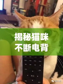 揭秘貓咪不斷電背后的秘密，專家視頻解析來襲！