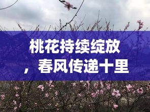 桃花持續(xù)綻放，春風(fēng)傳遞十里柔情