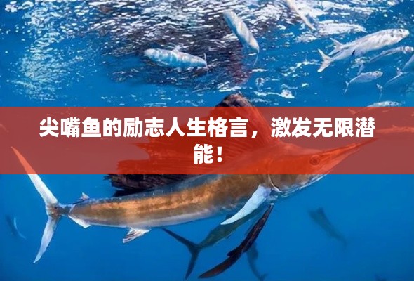 尖嘴魚的勵志人生格言，激發(fā)無限潛能！