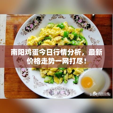 南陽雞蛋今日行情分析，最新價格走勢一網(wǎng)打盡！