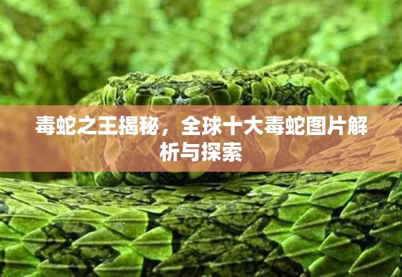 毒蛇之王揭秘，全球十大毒蛇圖片解析與探索