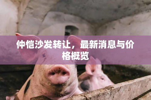 仲愷沙發(fā)轉(zhuǎn)讓，最新消息與價(jià)格概覽