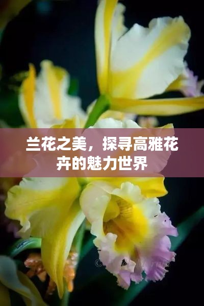 蘭花之美，探尋高雅花卉的魅力世界