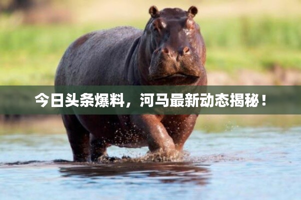 今日頭條爆料，河馬最新動(dòng)態(tài)揭秘！
