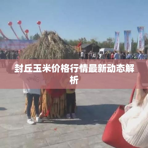 封丘玉米價格行情最新動態(tài)解析