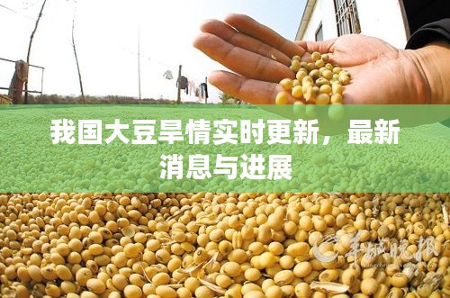 我國(guó)大豆旱情實(shí)時(shí)更新，最新消息與進(jìn)展