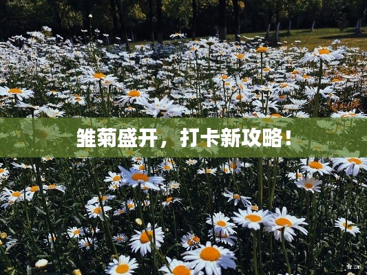 雛菊盛開，打卡新攻略！