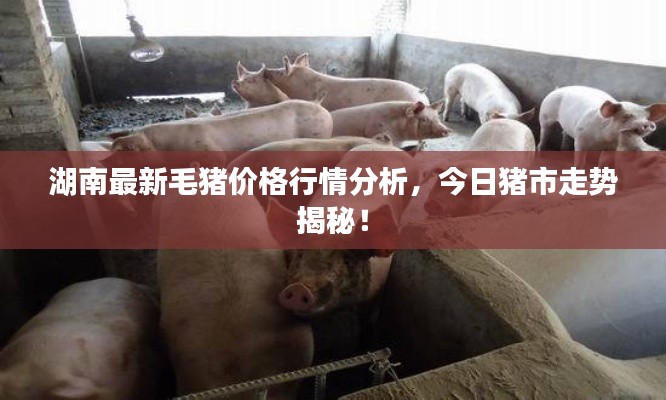 湖南最新毛豬價格行情分析，今日豬市走勢揭秘！