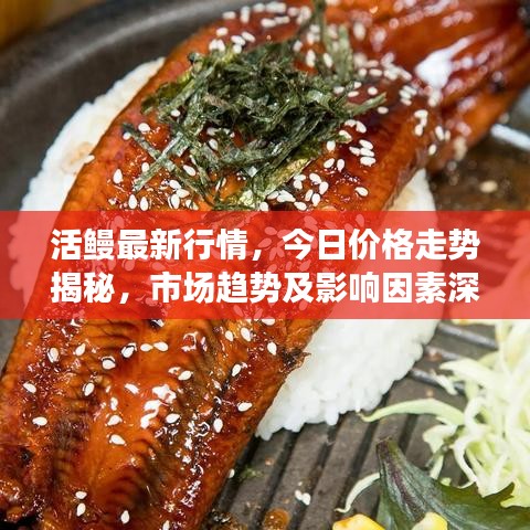 活鰻最新行情，今日價(jià)格走勢(shì)揭秘，市場(chǎng)趨勢(shì)及影響因素深度剖析
