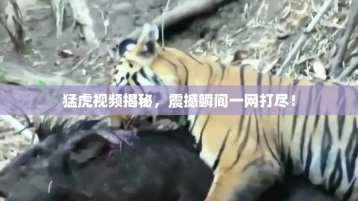 猛虎視頻揭秘，震撼瞬間一網(wǎng)打盡！