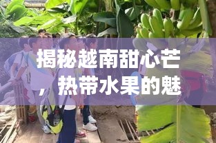 揭秘越南甜心芒，熱帶水果的魅力探秘之旅