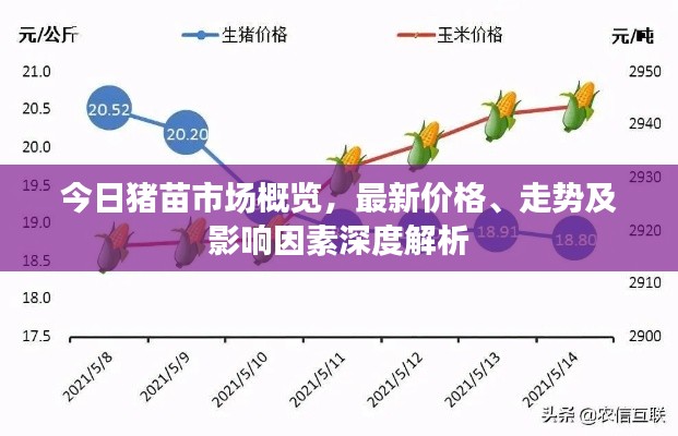 今日豬苗市場概覽，最新價格、走勢及影響因素深度解析