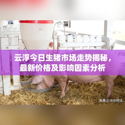 云浮今日生豬市場(chǎng)走勢(shì)揭秘，最新價(jià)格及影響因素分析