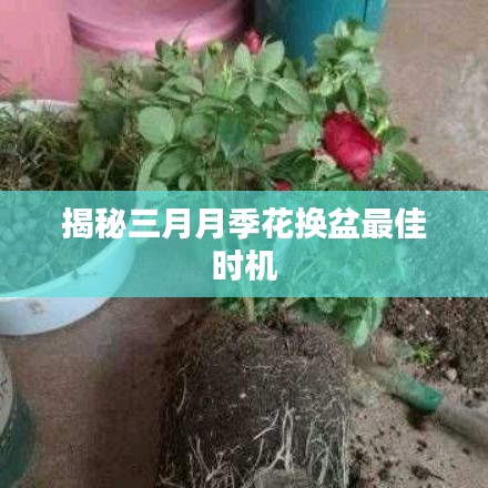 揭秘三月月季花換盆最佳時(shí)機(jī)