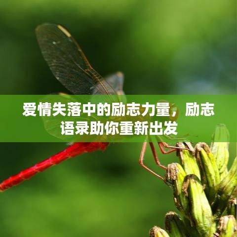 愛情失落中的勵志力量，勵志語錄助你重新出發(fā)