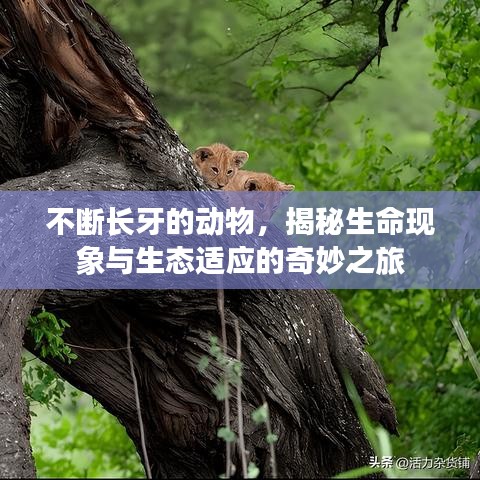 不斷長(zhǎng)牙的動(dòng)物，揭秘生命現(xiàn)象與生態(tài)適應(yīng)的奇妙之旅