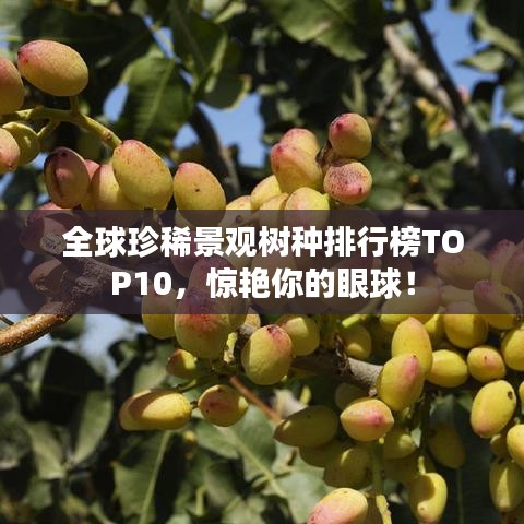 眉目如畫