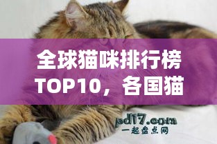全球貓咪排行榜TOP10，各國(guó)貓咪實(shí)力比拼！