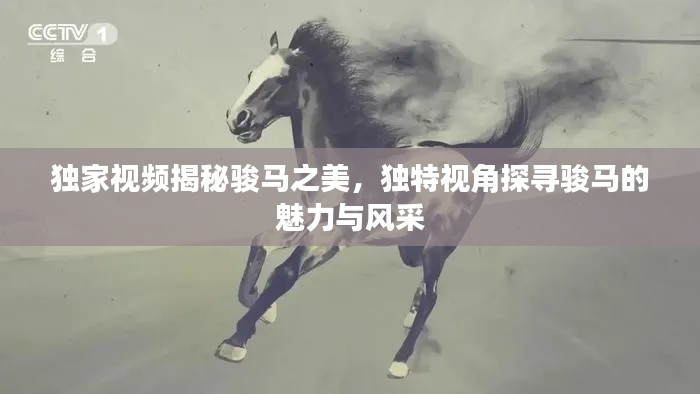 獨(dú)家視頻揭秘駿馬之美，獨(dú)特視角探尋駿馬的魅力與風(fēng)采