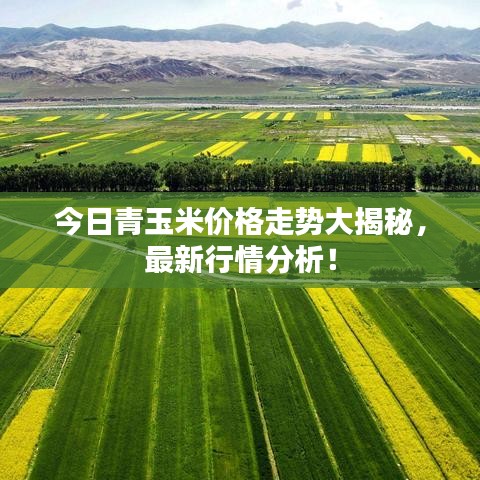 鳳凰于飛