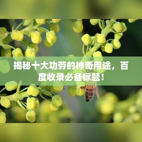 揭秘十大功勞的神奇用途，百度收錄必備標題！