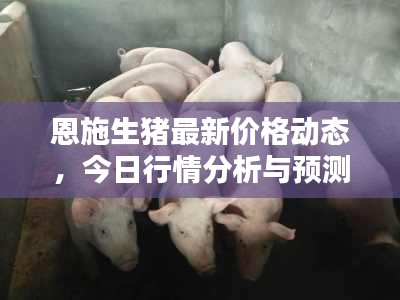 恩施生豬最新價格動態(tài)，今日行情分析與預(yù)測