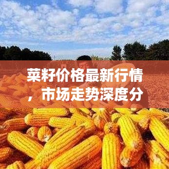 菜籽價格最新行情，市場走勢深度分析與預測報告