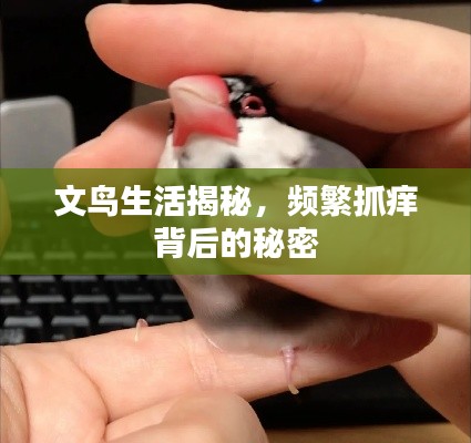 文鳥生活揭秘，頻繁抓癢背后的秘密