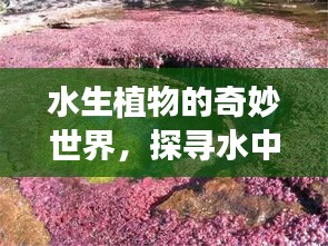 水生植物的奇妙世界，探尋水中的綠意之美