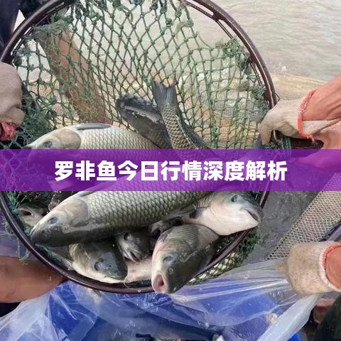 仙姿佚貌