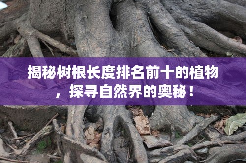 揭秘樹根長度排名前十的植物，探尋自然界的奧秘！
