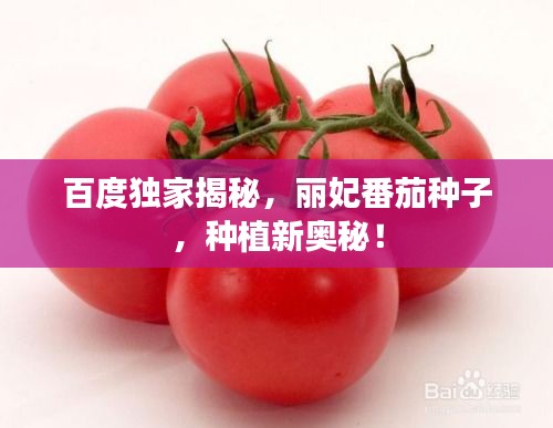 百度獨(dú)家揭秘，麗妃番茄種子，種植新奧秘！