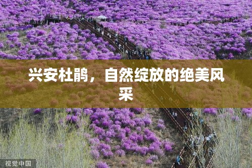 興安杜鵑，自然綻放的絕美風(fēng)采