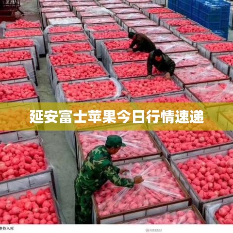 延安富士蘋果今日行情速遞